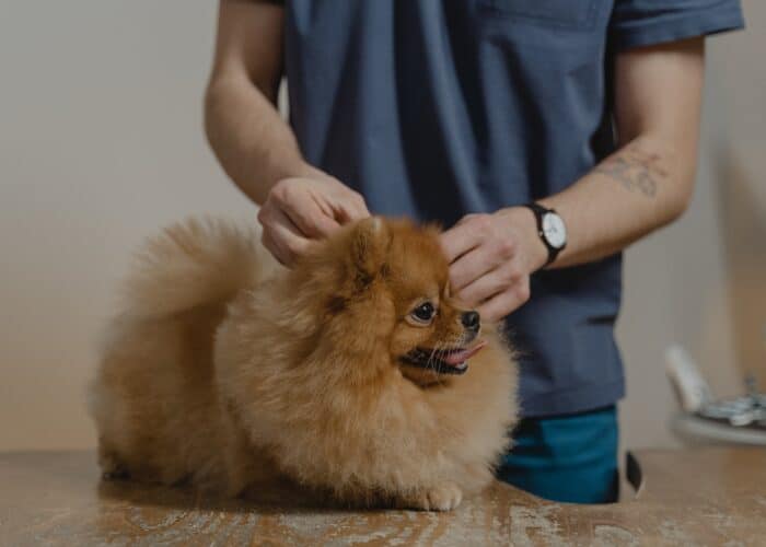 Un chien en train d'être ausculter chez le vétérinaire